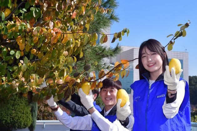 삼성SDI 임직원들이 기흥 본사에서 자란 모과나무 열매를 수확하고 있다.