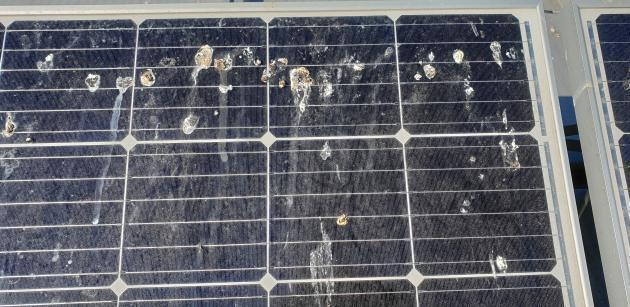 태양광 패널이 새똥, 황사, 매연 등 오염물질로 얼룩져 있다. (제공: 와이즈 스테이션)