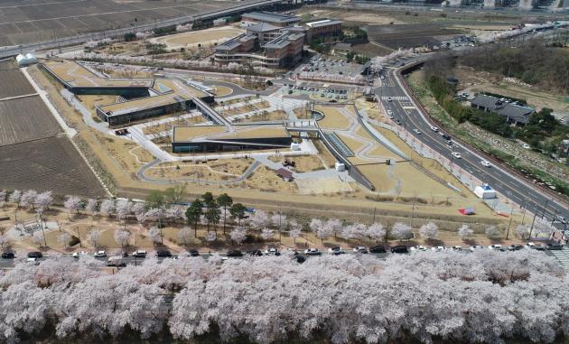 지난해 한국원자력환경공단 본사 앞 흥무로 벚꽃이 만개한 전경.