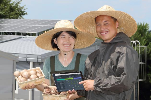 KT가 태양광 일체형 버섯 재배 실증을 성공적으로 마치고 영농과 태양광 발전을 결합한 영농태양광 융복합 사업을 본격 추진한다.