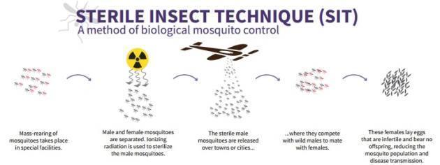 뎅기열, 지카 바이러스 등 모기가 옮기는 질병을 차단하기 위한 SIT(The Sterile Insect Technique, 멸균 곤충 기법) 활용 단계 (제공: WORLD NUCLEAR ASSOCIATION).
