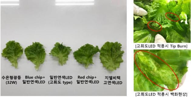 지엘비텍과 일본의 식물성장연구소가 함께 수행한 상추 성장률과 맛에 대한 연구 결과. 지엘비텍의 고연색 LED로 키운 상추가 더 크고 상품성이 우수한 것을 알 수 있다.