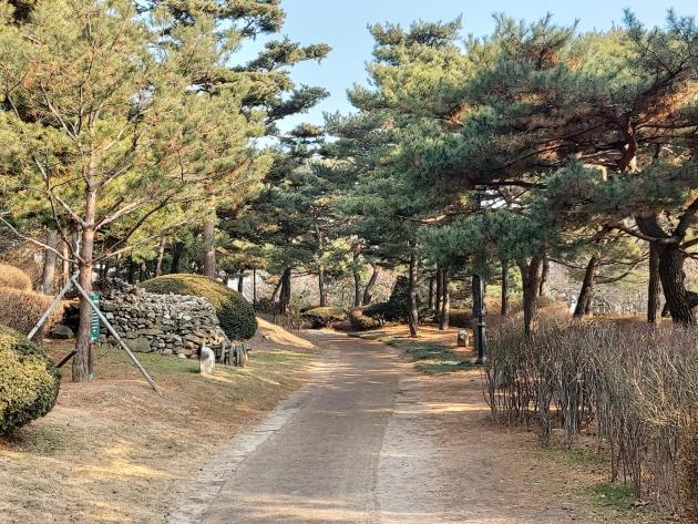 서울시내 걷기 좋은 겨울산행 코스 중 하나인 팔도소나무단지 전경.
