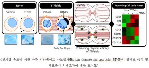 전기장 유도에 의한 바륨 티타네이트 나노입자(Barium titanate nanoparticle)의 암세포 축적과 세포증식 억제효과에 대한 모식도.