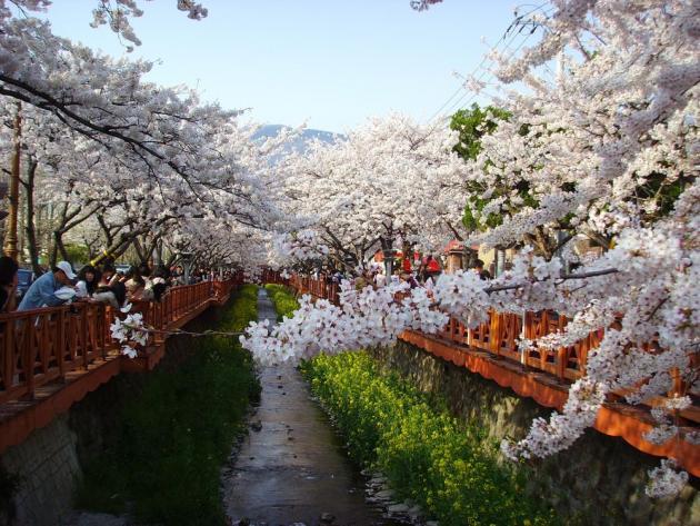 벚꽃 축제 광경