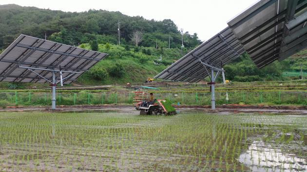 파루의 AI 태양광 트래커가 설치된 100kW 영농형태양광 부지에서 모내기를 하고 있다.