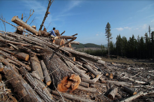바이오매스 수급으로 인한 북아메리카 산림 파괴. 제공: Dogwood Alliance
