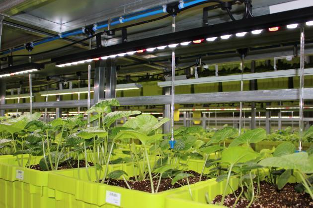 애니팜의 스마트팜에서 고부가가치 농작물인 고추냉이가 잘 자라고 있다. 여기에는 애니룩스가 직접 개발한 75W급 식물재배용 LED등기구가 설치돼 있다. 