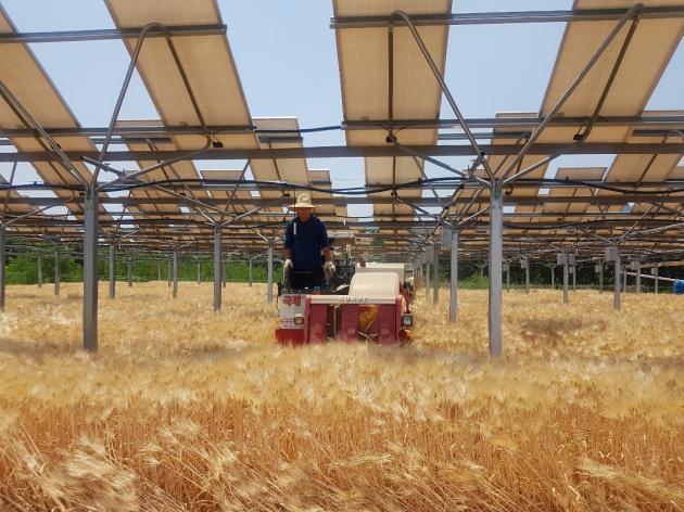 영농형 태양광이 설치된 농지에서 농민이 트랙터를 운전하고 있다. 제공:한화큐셀