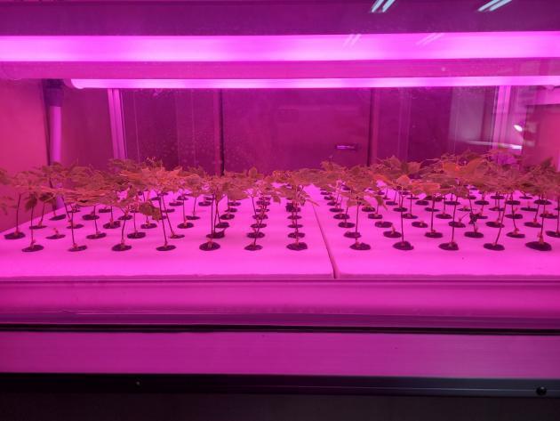 플라즈마연구원은 퀀텀닷을 식물조명에 적용해 빛 파장이 식물생장에 미치는 영향을 연구하고 있다.