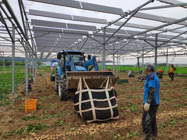 영농형 태양광 시범단지 '오창 3'호에서 농민들이 농작물을 수확하고 있다.