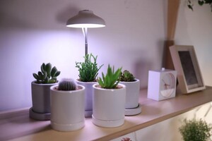 빛으로 식물 치료하는 식물생장조명 ‘빛뿌리개’ 선봬 - 뉴스 썸네일 이미지